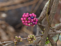 Memecylon umbellatum