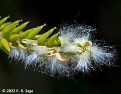 Salix humboldtiana
