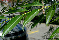 Salix humboldtiana