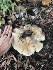 Clitocybe brunneocephala