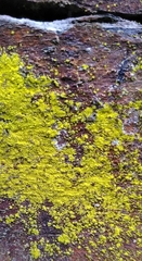 Chrysothrix candelaris