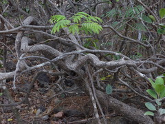 Memecylon umbellatum