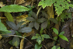 Amorphophallus manta