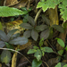 Amorphophallus manta - Photo (c) njweess, algunos derechos reservados (CC BY-NC)