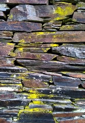 Chrysothrix candelaris