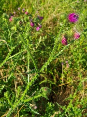 Carduus crispus