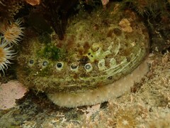 Haliotis australis