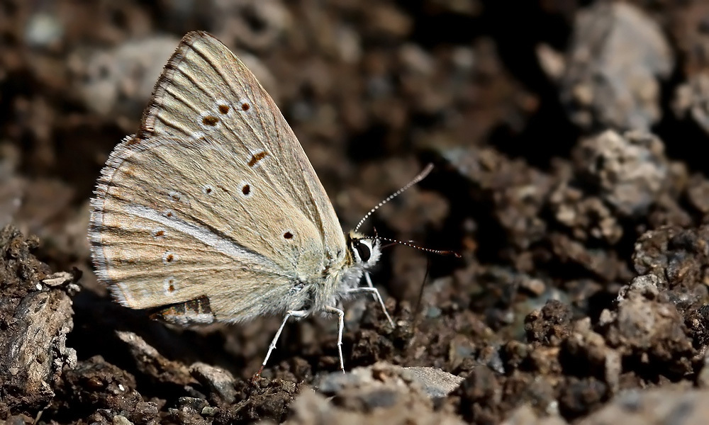 Polyommatus alcestis