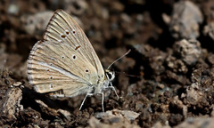 Polyommatus admetus alcestis