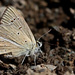 Polyommatus alcestis - Photo (c) Mehmet Çelik, some rights reserved (CC BY-NC), uploaded by Mehmet Çelik