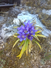 Gentiana decumbens