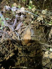 Litoria rubella