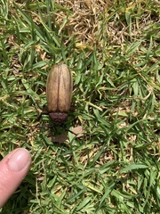 Agrianome spinicollis