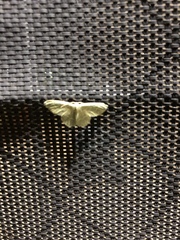 Chlorochlamys chloroleucaria