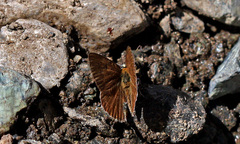Polyommatus admetus alcestis