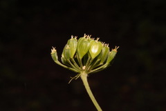 Heracleum maximum