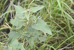 Allowissadula lozanoi