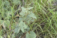 Allowissadula lozanoi