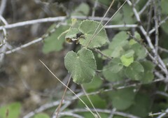 Abutilon wrightii