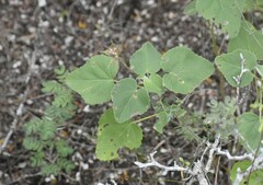 Hibiscus martianus