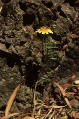 Chaetanthera linearis