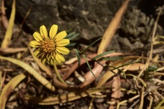 Chaetanthera linearis