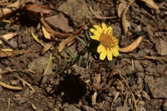 Chaetanthera linearis