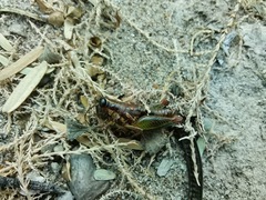 Phaedrotettix