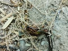 Phaedrotettix