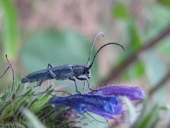 Phytoecia caerulescens