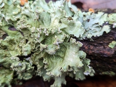 Parmotrema hypotropum