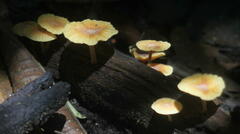 Heimiomyces