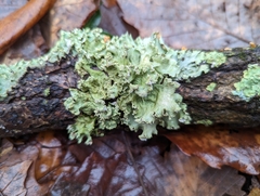 Parmotrema hypotropum