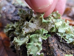 Parmotrema hypotropum