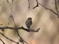 Empidonax