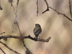 Empidonax