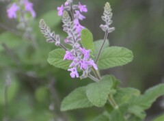 Aloysia macrostachya