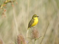 Pseudocolopteryx acutipennis