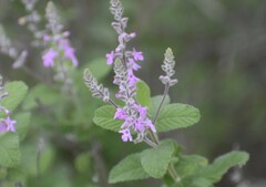 Aloysia macrostachya