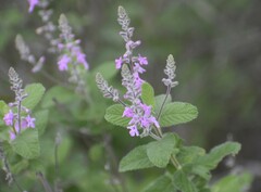 Aloysia macrostachya
