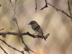 Empidonax
