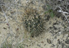 Ancistrocactus scheeri