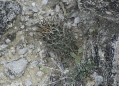 Ancistrocactus scheeri