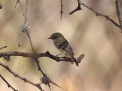 Empidonax