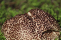Calvatia cyathiformis