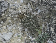 Ancistrocactus scheeri