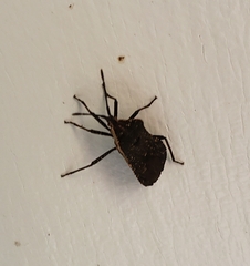 Hypselonotini