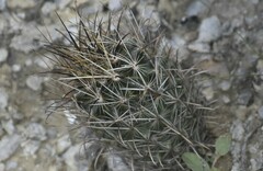 Ancistrocactus scheeri