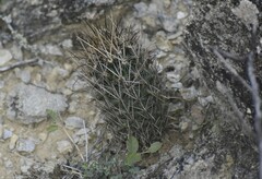 Ancistrocactus scheeri