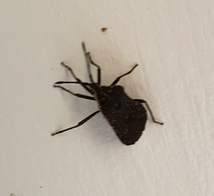 Hypselonotini